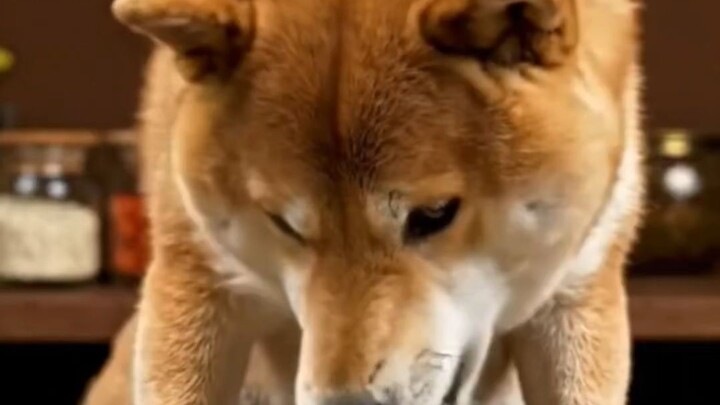 cute dogi 🥰🥰