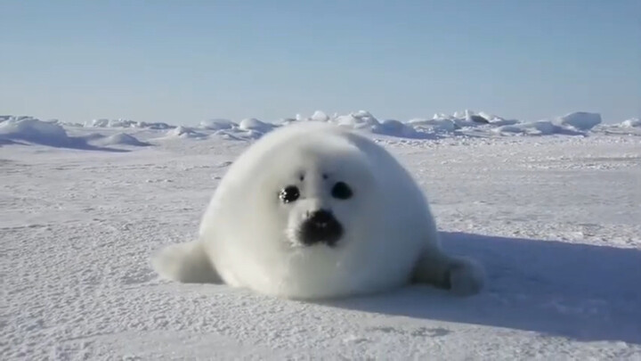 Anak anjing laut yang super imut juga tahu cara berpose di depan kamera, benar-benar menggemaskan! ^