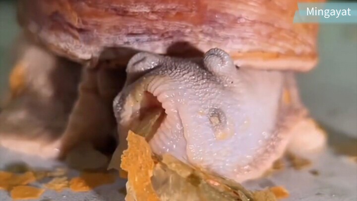 Snail 🐌🐌 eating, Bet this is cute 😍