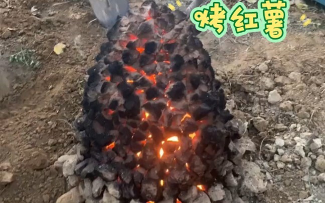 Khoai lang nướng, hương vị tuổi thơ.