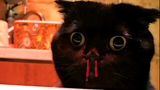 When my cat sees me taking a shower...