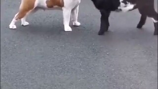 Bulldog: What's this little lamb doing? I'm totally confused.