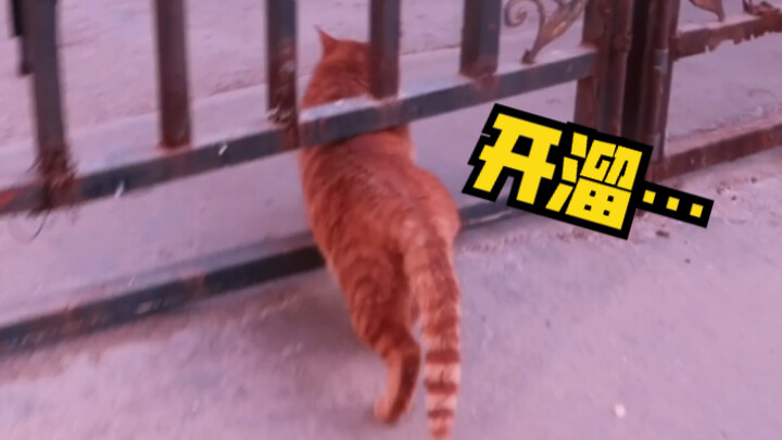 To encourage stray cats to get spayed, someone tried to "turn" one cat—only to find....