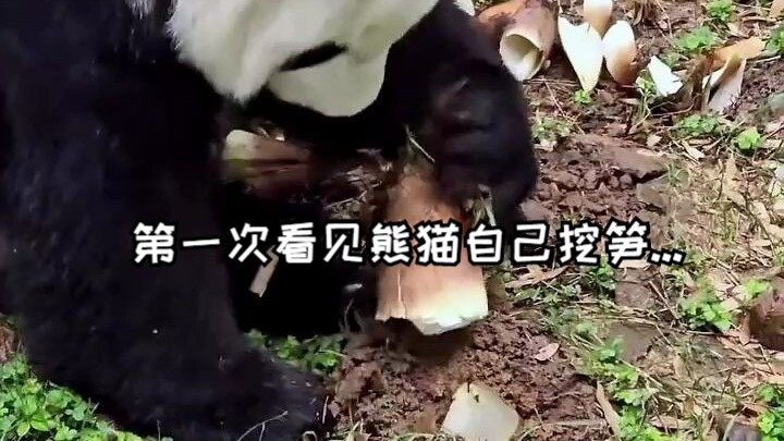 The first time I saw a panda digging for bamboo shoots on its own...