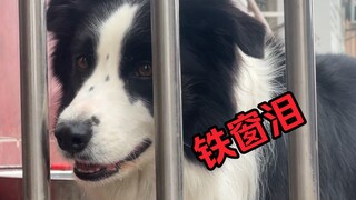 当边牧见到梦寐以求的鸡，会是什么反应？