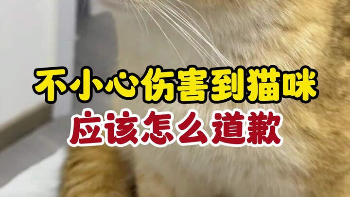 เผลอเหยียบหางแมว จะขอโทษอย่างไรดี?