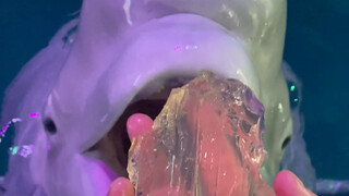 Xiao Hei is showing off his talent!