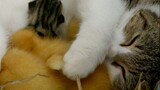 [Động vật] Mèo mẹ và vịt con, một gia đình ấm áp