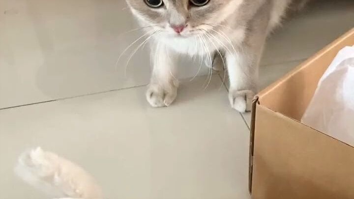 Cô mèo nhỏ với tính sở hữu đáng ghét này~