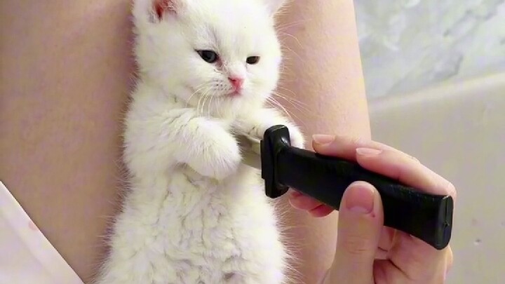 I would never tell you that these 4 behaviors are cat‑torturing