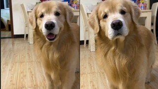 Apakah anjing juga memiliki dua wajah?