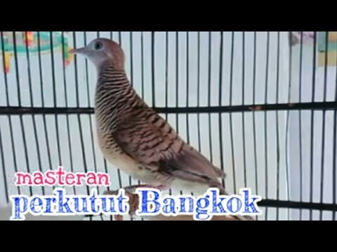 masteran terbaru perkutut bangkok manggung gacor cocok buat pancingan