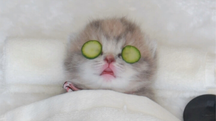 A Vĩ mau ra xem! Spa cho mèo!