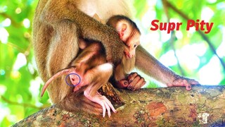 Just Born Baby A Few Weeks Normally Tries Hugging Mother Monkey Strictly With Also Observation