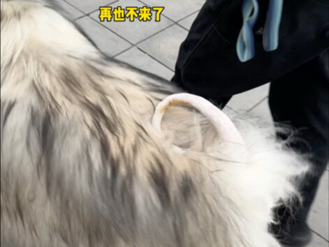 Alaska rộng lớn thế này mà đuôi lại chỉ bé vậy sao?