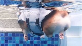Corgi swimming vs. Husky swimming