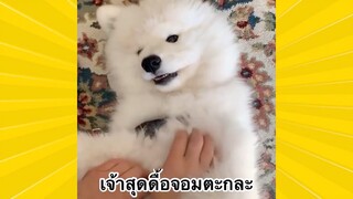 สัตว์เลี้ยงพื่อนขนปุย : เจ้าสุดดื้อจอมตะกละ