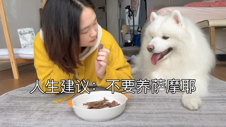 This is why I advise you not to raise Samoyeds.