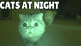 แมวทำอะไรตอนกลางคืน กิตติซอรัส
