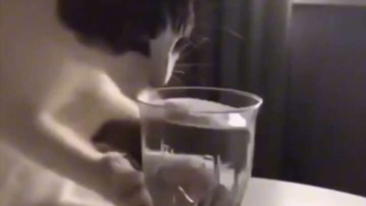 “Haha, I’m the boss now, Cat Master!”