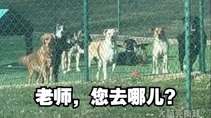 当日托班老师提前下班，狗狗们be like：老师，您去哪儿？您还回来吗？