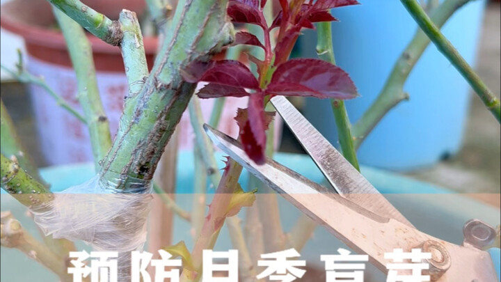 Don’t Celebrate Just Yet—The Roses Are Sprouting New Buds!