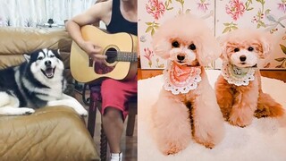 Dog Reaction to Best Music - Funny Dog Music Reaction Compilation