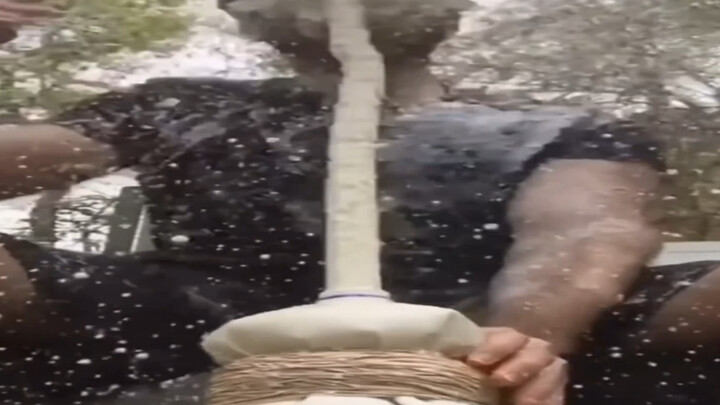 أفضل 5 ممالك كوم