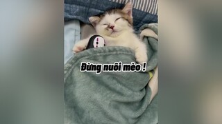 Đừng nuôi không sẽ nghiệnnnnnn đó mèo cat cute