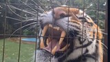 Best Roar from a tiger after swimming!