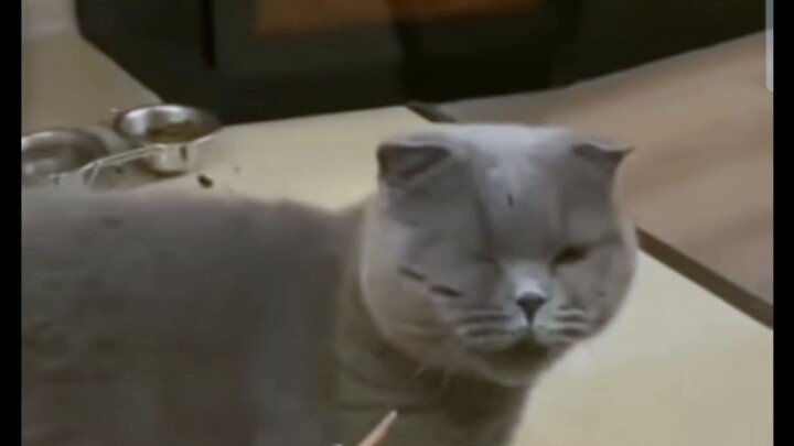 Poor Cat bs Rich Cat