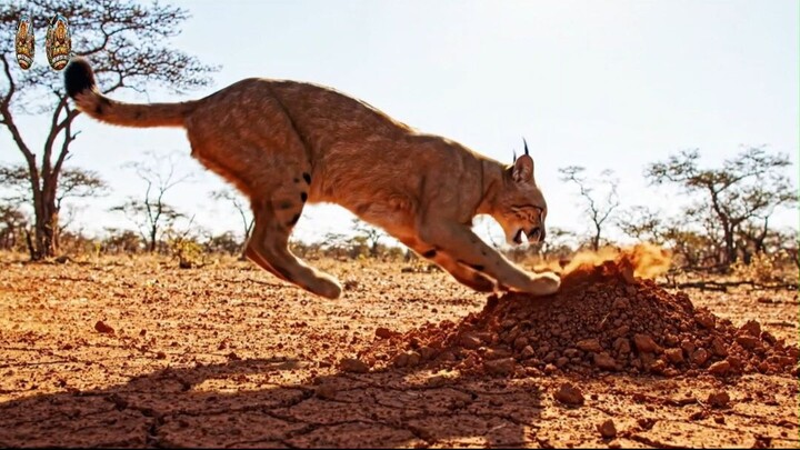 4 One Day in the Savannah Every Shadow Means Danger#NatureDocumentary #AIWildlif