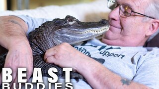 【Beast Buddies】A federally license emotional support alligator.