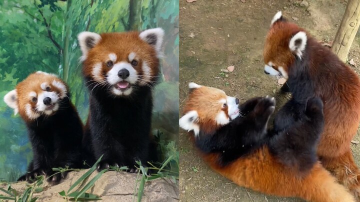 สองหน้าของสัตว์ร้าย! เกิดอะไรขึ้นกันแน่ถึงทำให้พวกมันห้ำหั่นกันล่ะ!