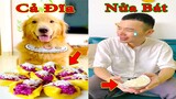 Thú Cưng TV | Tứ Mao Đại Náo #25 | Chó Golden Gâu Đần thông minh vui nhộn | Pets cute smart dog