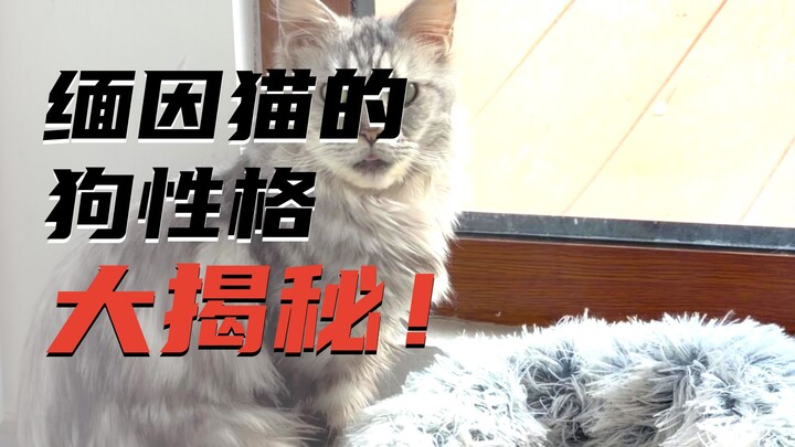 Just keep this Maine Coon—every day is so much fun!