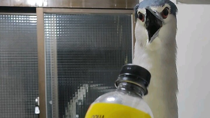 Master Ye dislikes any long, strip-shaped objects.