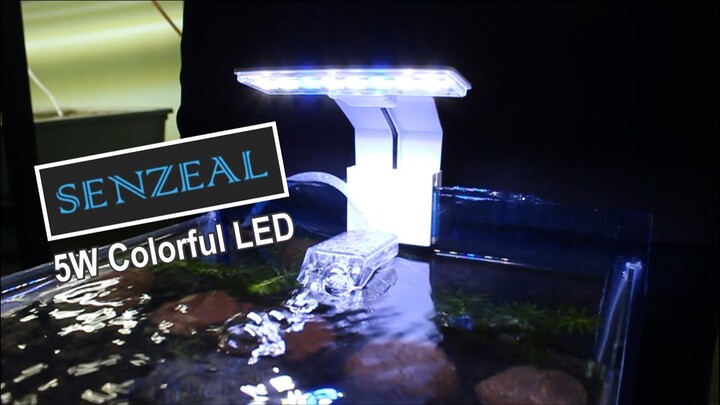 DIY Low Tech Nano Aquascape ft. SENZEAL