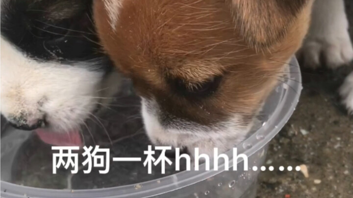 Terima kasih, aku tidak mau jadi orang jahat.