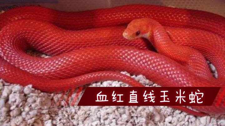[Corn Snake] Super-Gentle Blood Red Straight-Line Corn Snake