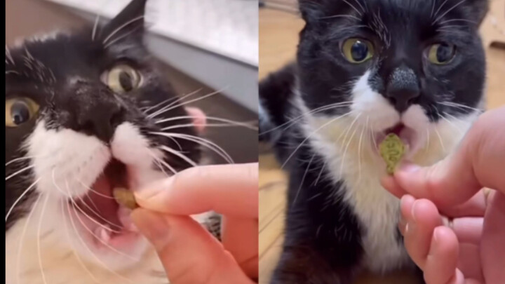 终于知道这只奶牛猫网上爆火背后的故事