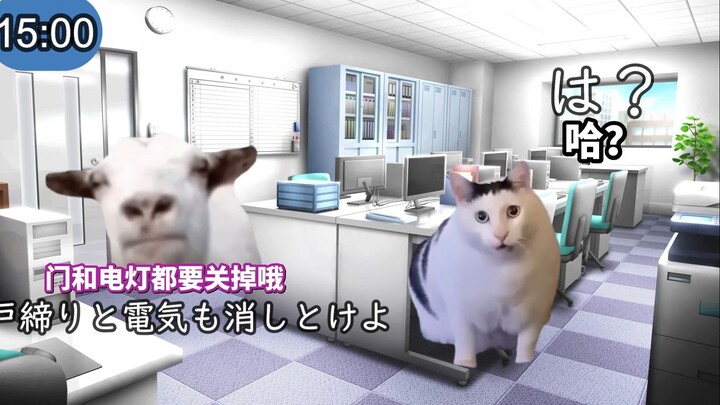 [Video Asli] Keseharian Penderita OCD | Meme Kucing