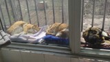 Cats on the balcony