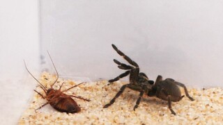 Tarantula vs gián Mỹ, tỷ lệ chọi 50-50!