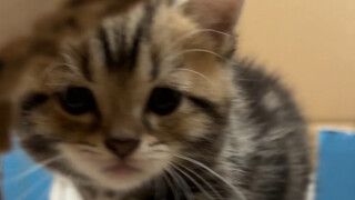 Sau khi ông bố vốn không thích mèo nuôi mèo, cả tôi và chú chó trong nhà đều bị tổn thương do sự thi