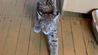 لقي طرفان أجنبيان أثناء نزهة في الهواء الطلق قطة صغيرة تائهاً وحيدة.