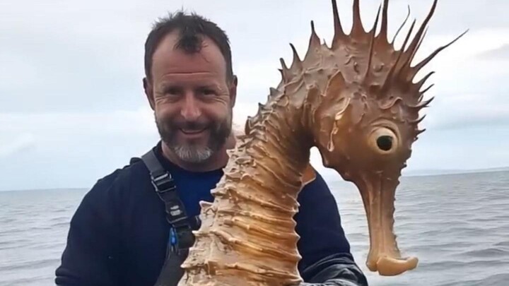 Những loài động vật trông nhỏ bé nhưng lại rất to lớn