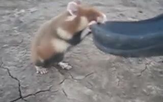 شو شو: هل تعتقد أنني أسبب لك مشاكل؟