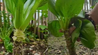 Người đàn ông đã trồng cây Thượng Hải xanh thành cây thường xanh: ăn từng miếng rất tiện lợi, không 