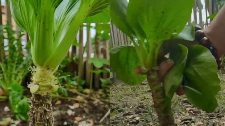 Người đàn ông đã trồng cây Thượng Hải xanh thành cây thường xanh: ăn từng miếng rất tiện lợi, không 